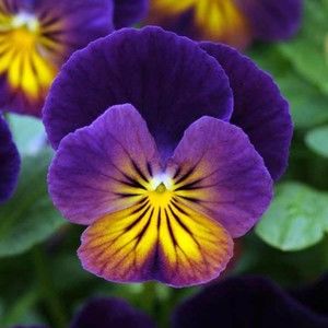 Meet your Posher, Debra